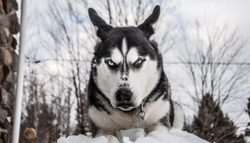 Angreifenden Hund abwehren